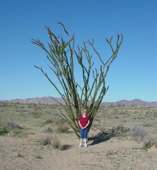 [Pat+in+front+of+an+Ocotillo.JPG]