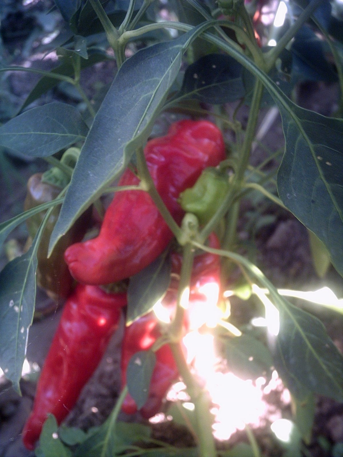 [peperoncino.JPG]