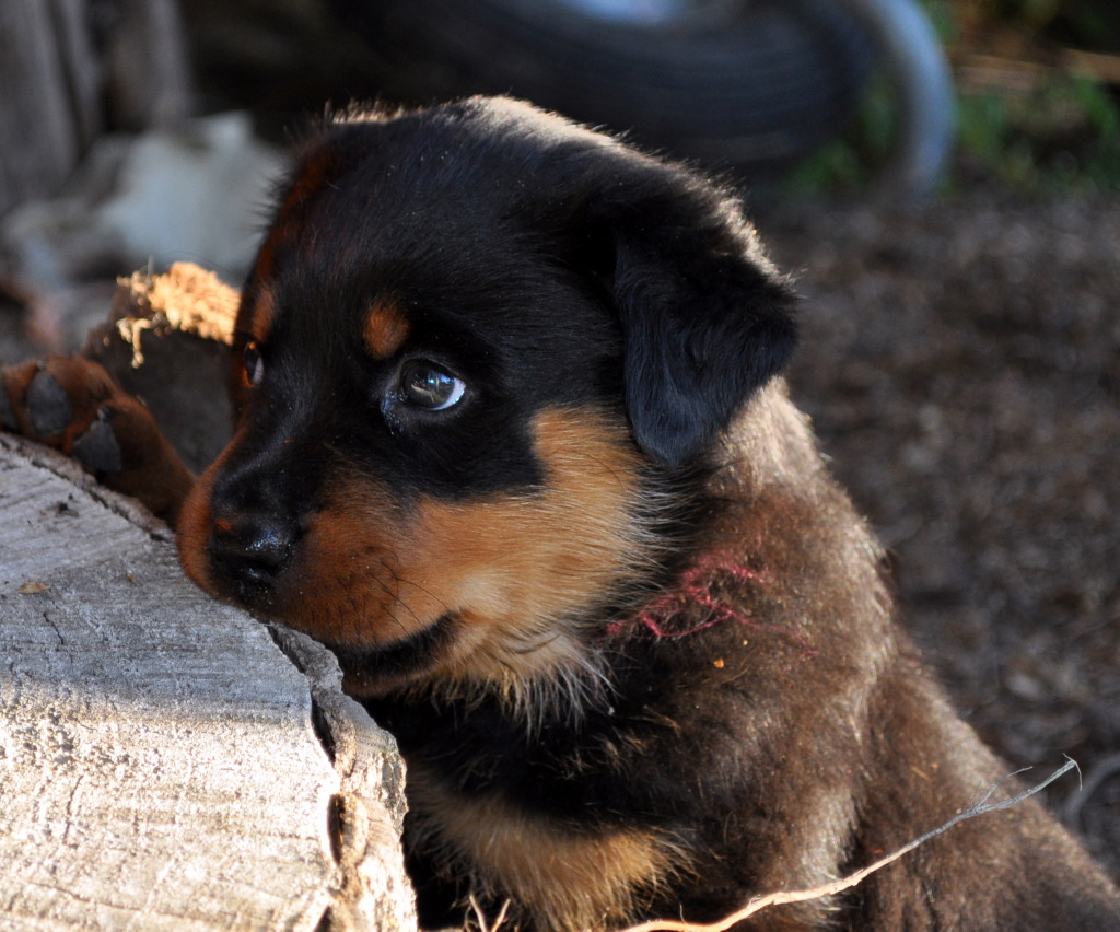 Cute Rottweiler Puppy