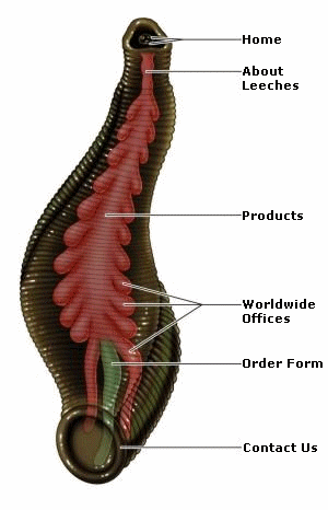 Leech In Eye