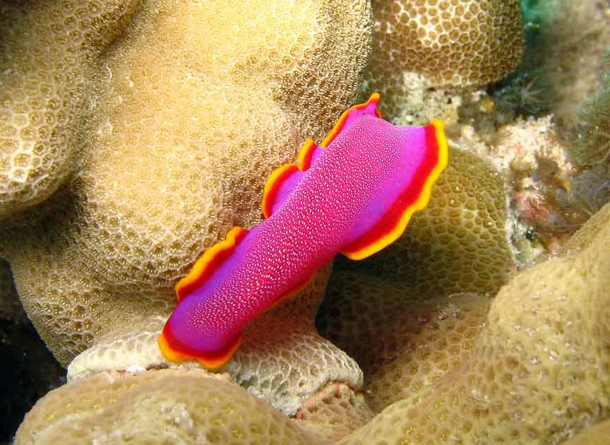 A Kona Hawaii Scuba Diver blabbers on: Fuchsia Flatworm (Pseudoceros