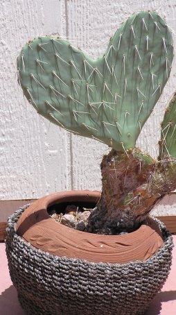 [PricklyHeart.jpg]