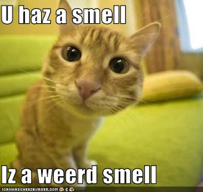 smell lolcat