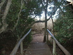 Pont sous la Forêt Fray Jorge