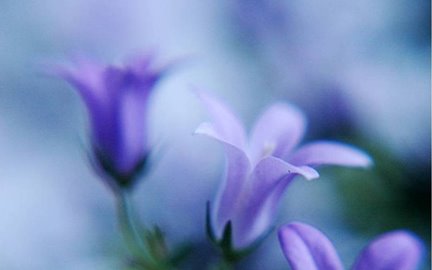 [flower32a.bmp]