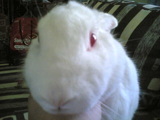 [rabbit.JPG]