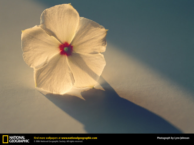 Periwinkle flower