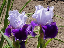 Iris