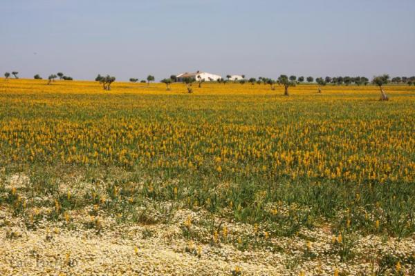 [alentejo5MO.JPG]
