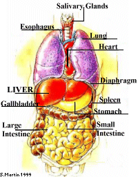 Thinking Out Loud: Where is her liver?