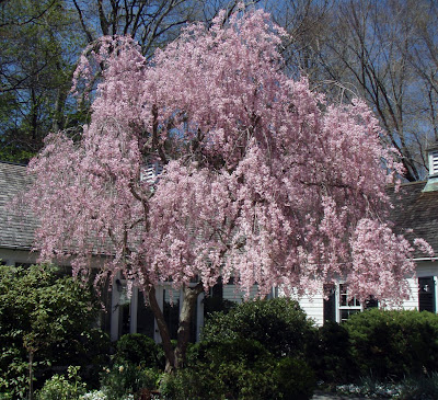weeping cherry tree pictures. weeping cherry tree pictures.