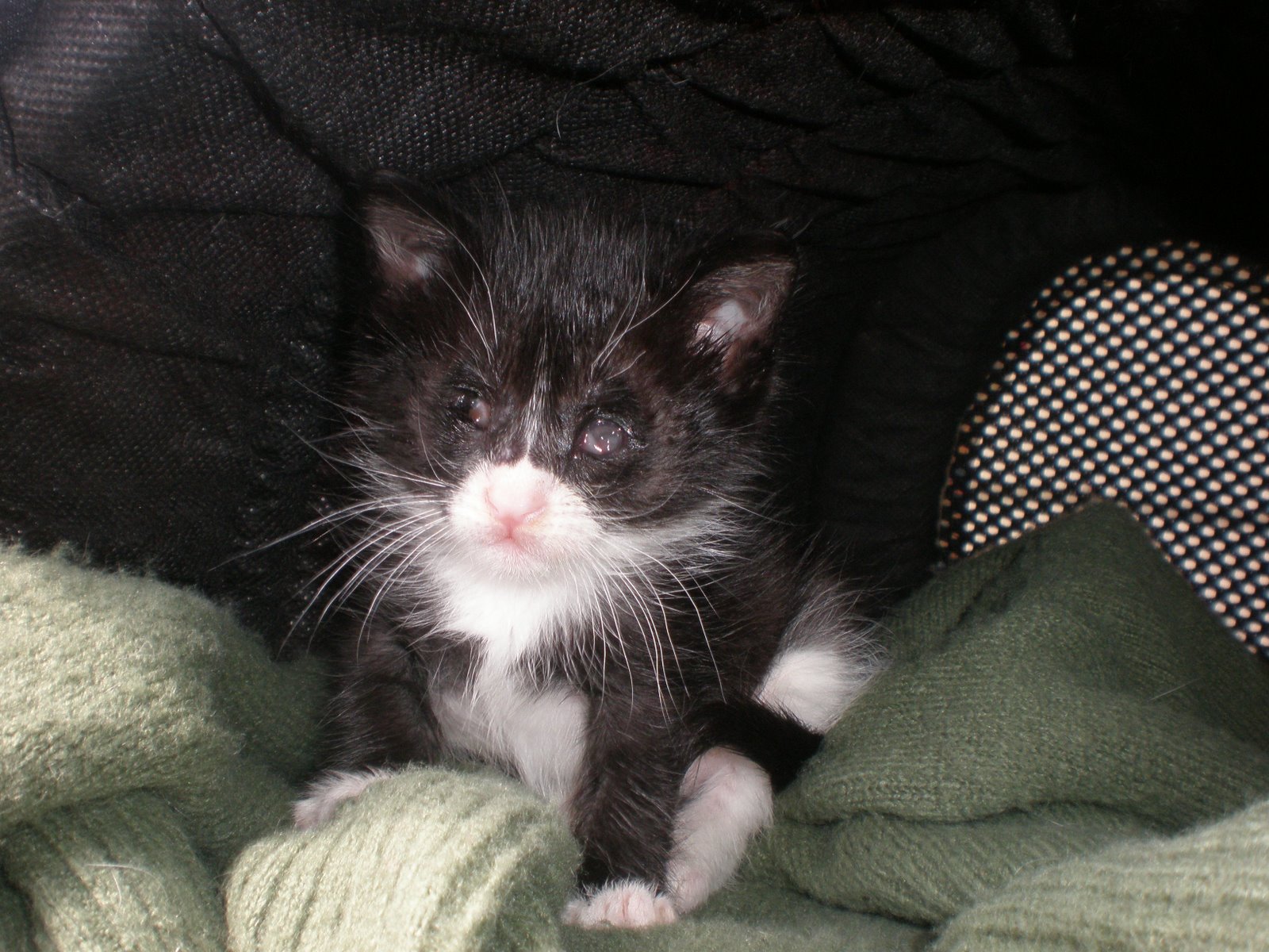 [gatitobebeciego3.jpg]