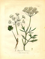 اليانسون الدافئ علاج لانفلونزا الخنازير 16742.Apiaceae+-+Pimpinella+anisum