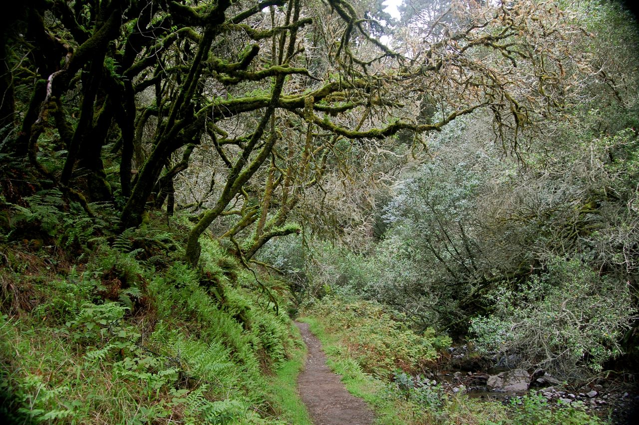 crazy little thing called blog Dipsea Trail Mill Valley to Stinson Beach