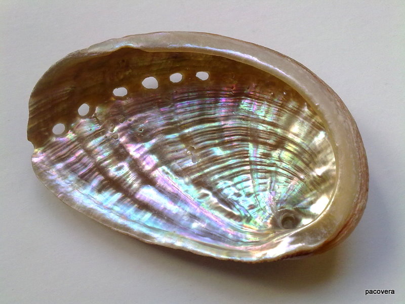 CH´USAY OREJAS DE MAR (Haliotis)