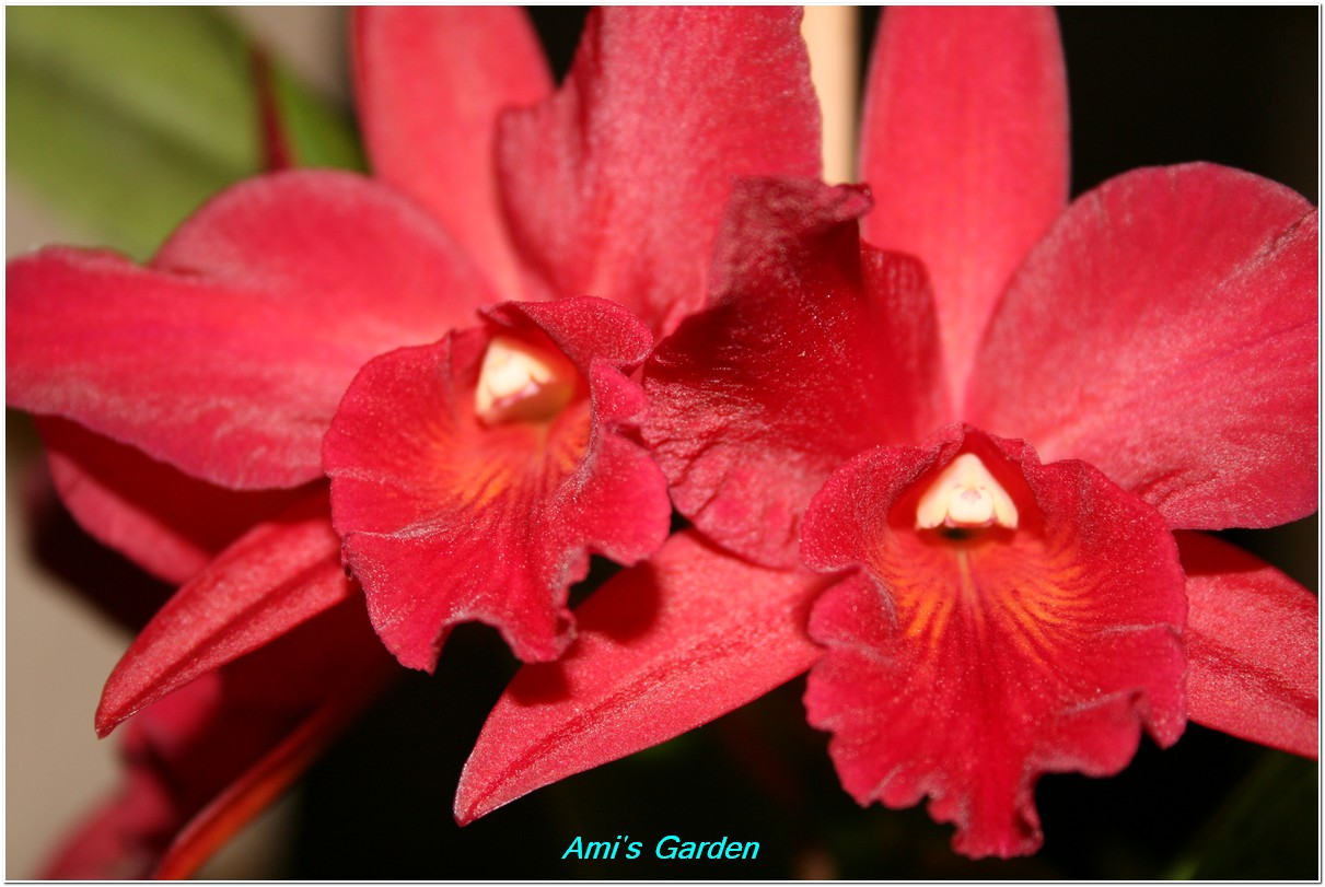 Southeast Florida Garden Evolvement The Hot, the Loud and the Proud