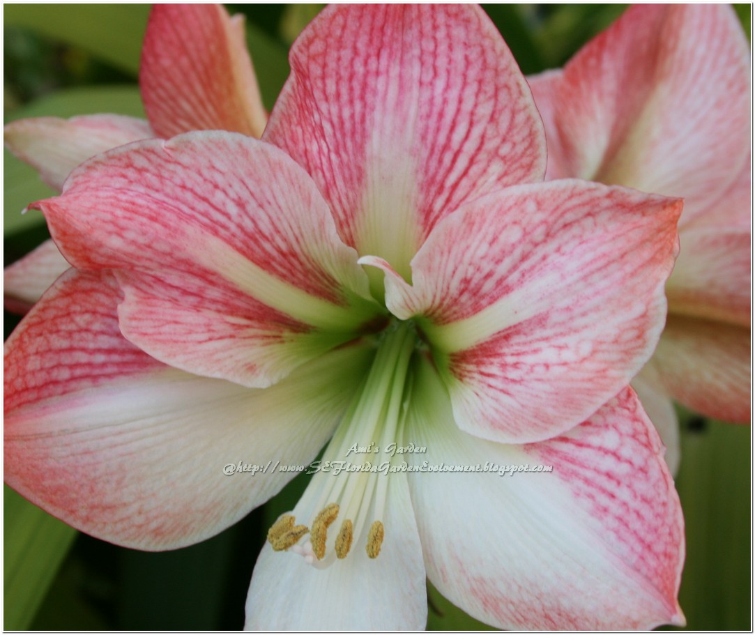 Southeast Florida Garden Evolvement Early Blooming of Amaryllis