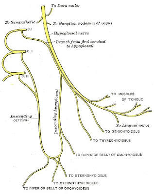 Nervus Hypoglossus