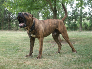 real presa canario dogo canario of turkiye