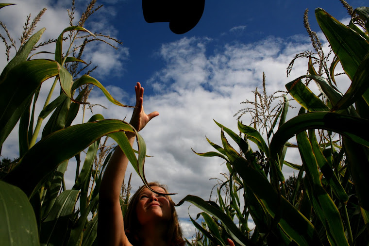 Haute forme et maÏS