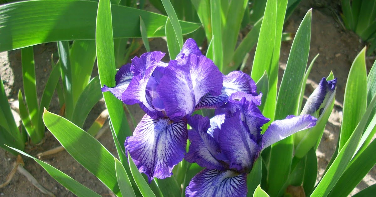 Front Range Iris Iris Sale 2010 part 1