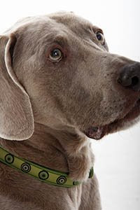 perrito clinicas veterinarias accesorios perros