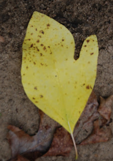 sassafras leaf