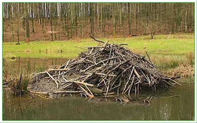 beaver lodge