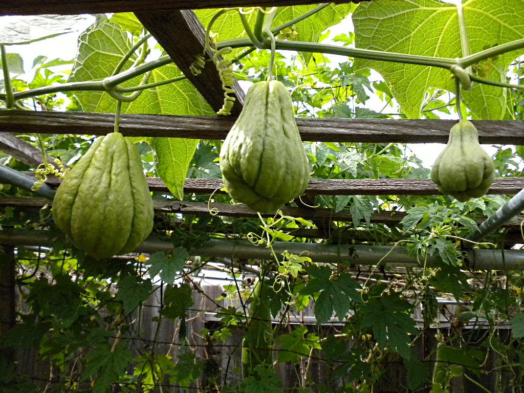 My Backyard GOD�s Creation Chayote, Mirliton, CHRISTophene