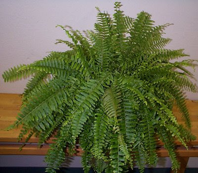 Fern Care