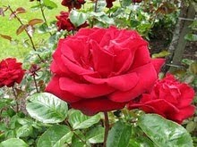 [red200060.jpg]