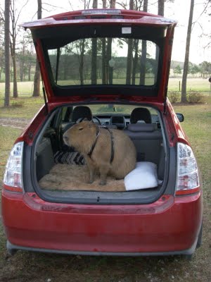 [capybara+trunk.jpg]