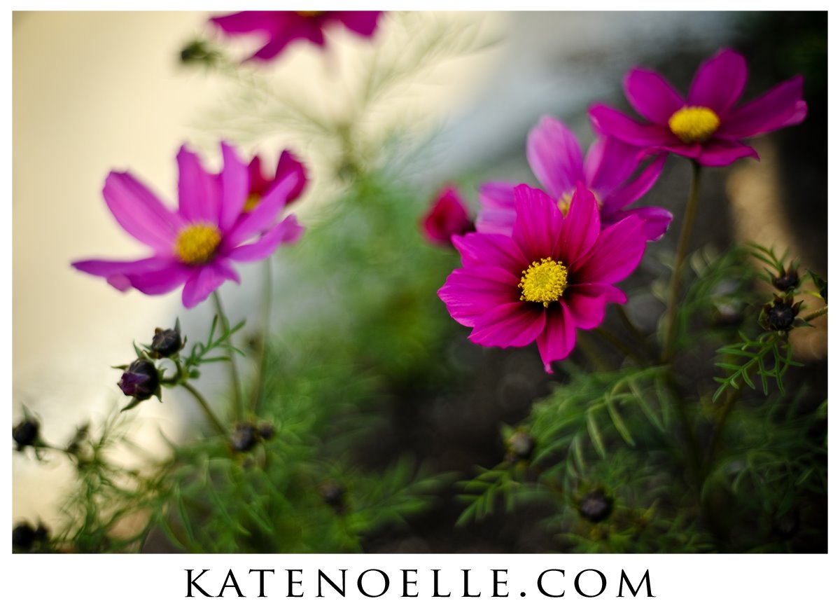 [Purple+Flowerspsd.jpg]