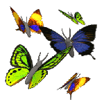 Kupu-kupu Indah