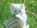 Kucing
