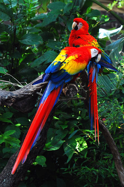 brazilian rainforest people