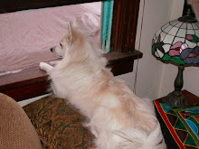 Siku watching for Jim the mailman, 2006