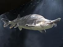 Sturgeon