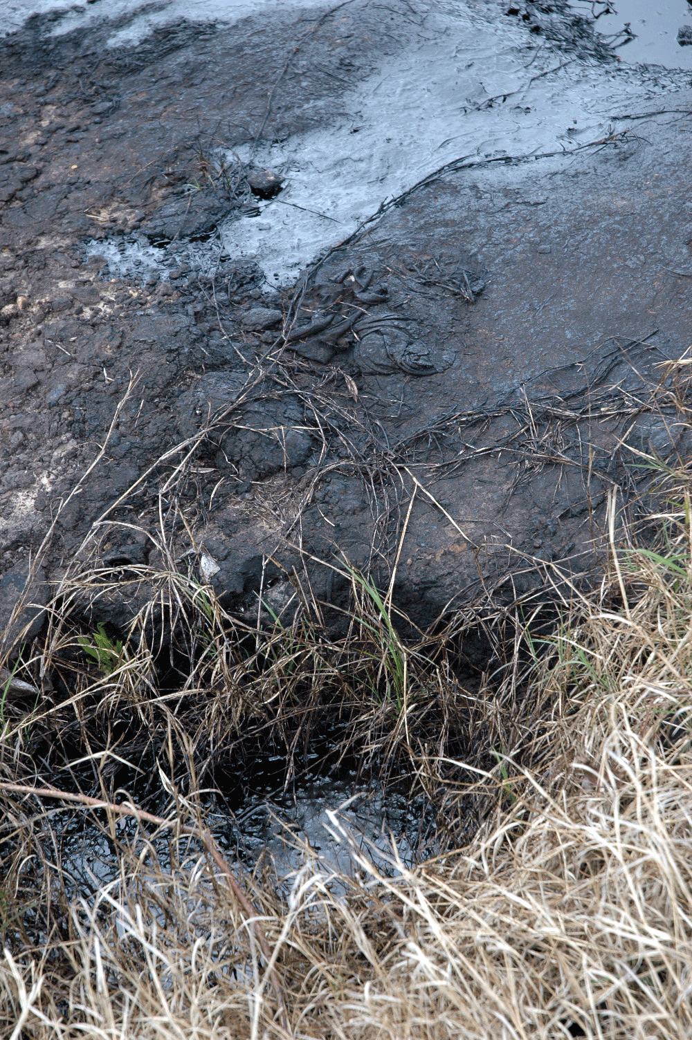 [DSC_0010.gif]