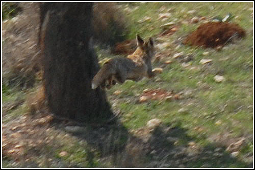 [fox-leaps-500.jpg]
