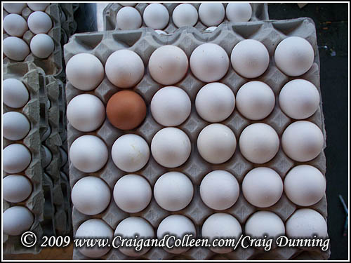 [eggs-crate-500x375.jpg]