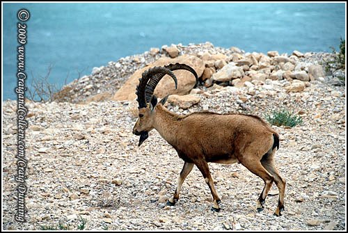 [ibex-water-500.jpg]