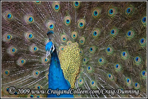 [peacock-jerusalem-zoo-20071216-01-500.jpg]