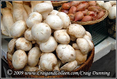 [mushrooms-20090527-01-500.jpg]