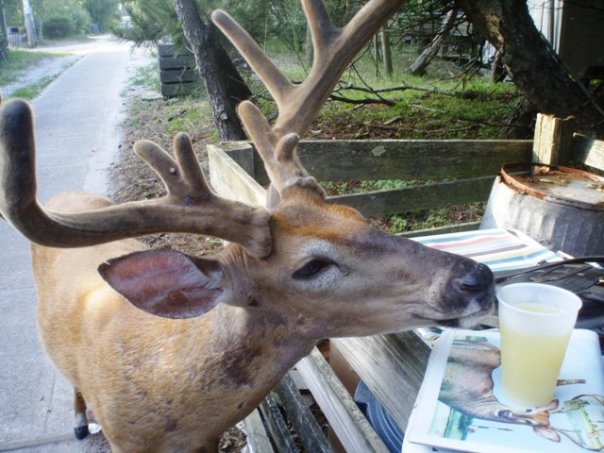 deer+n+beer.jpg