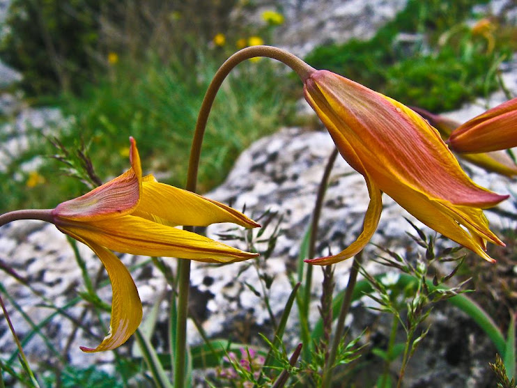 TULIPES SAUVAGES