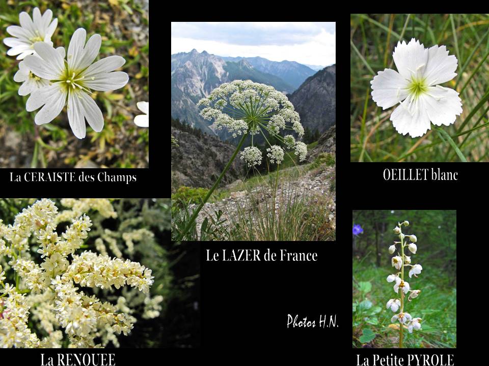 MONTAGE FLEURS BLANCHES