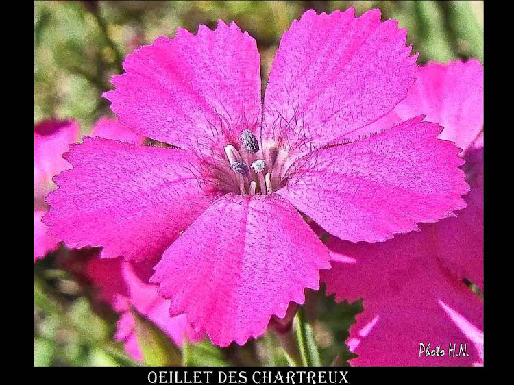 OEILLET DES CHARTREUX SEUL