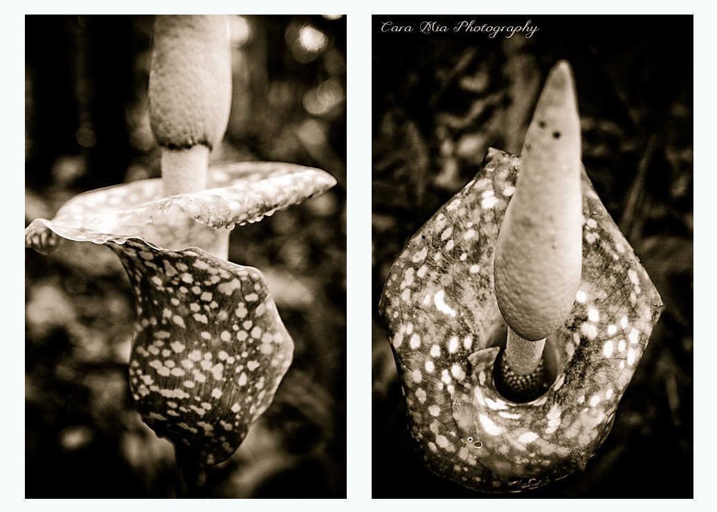 [Exotic+Flower+of+Bali+B-W.jpg]