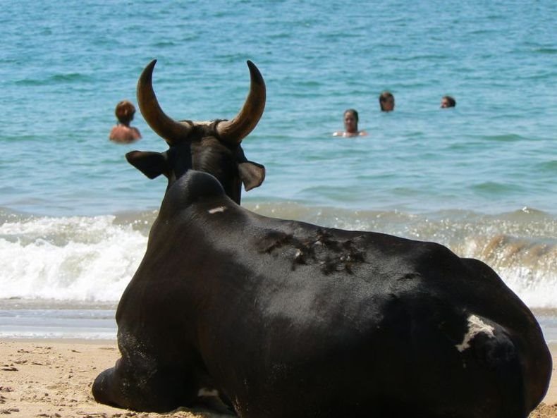 [goa13.JPG]